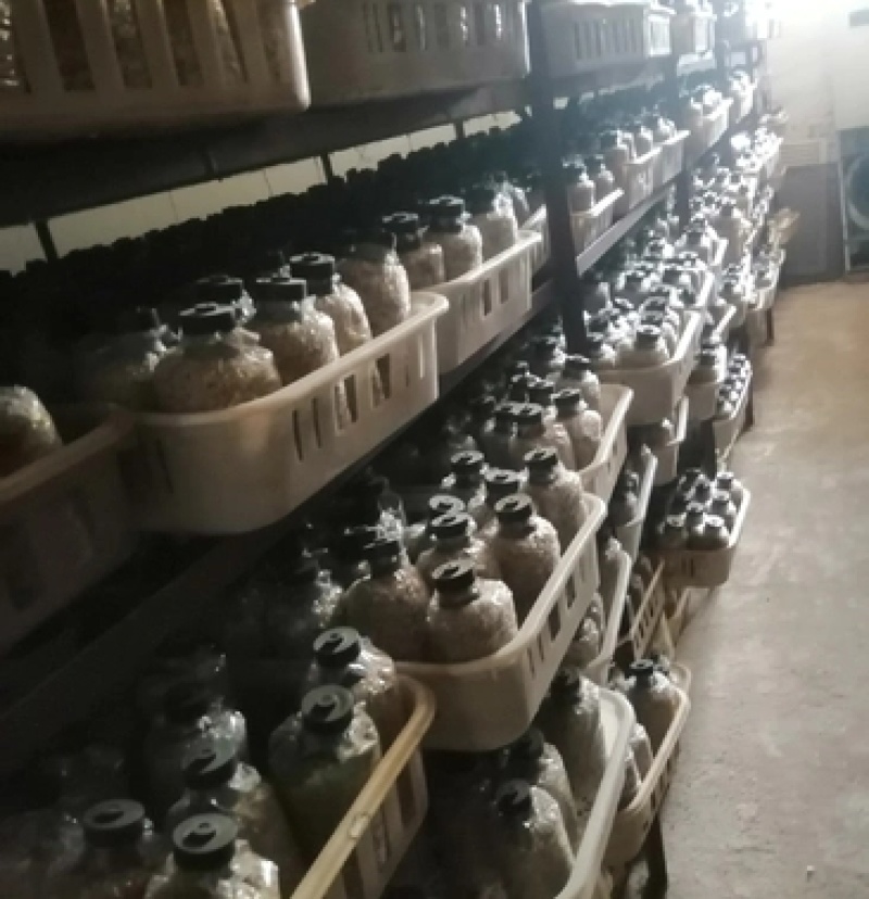 大球盖菇菌种赤松茸菌种酒红菇菌种母种原种栽培种一级二级
