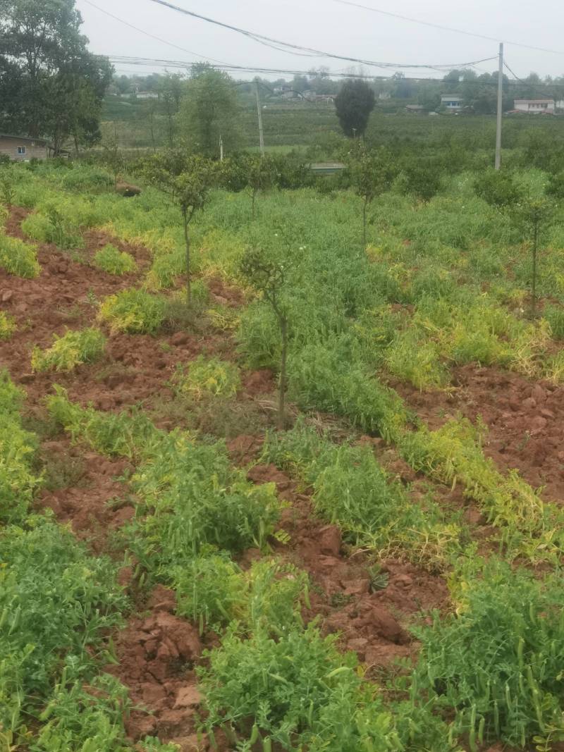 豌豆荚，大白豌豆荚，产地一手货源