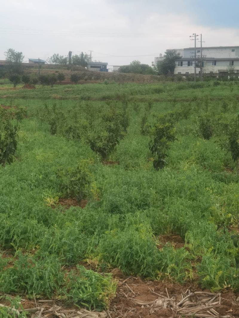 豌豆荚，大白豌豆荚，产地一手货源