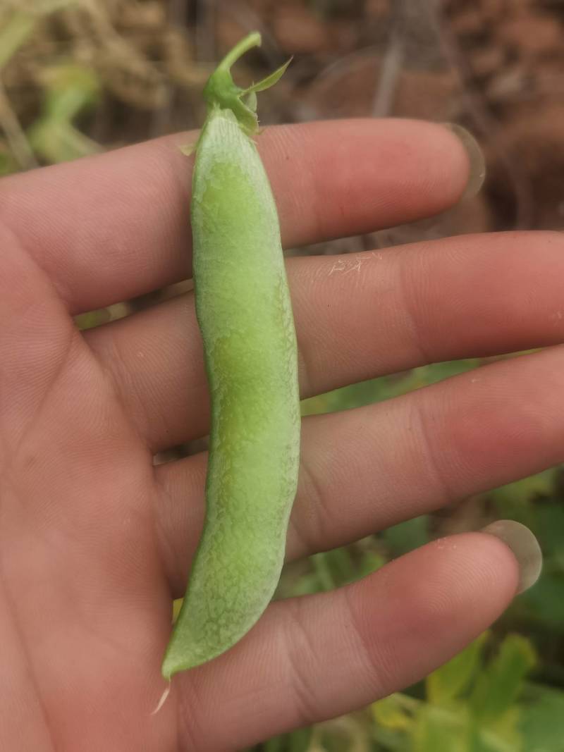 豌豆荚，大白豌豆荚，产地一手货源