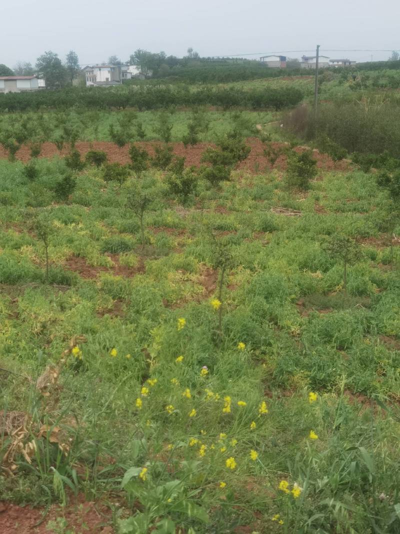 豌豆荚，大白豌豆荚，产地一手货源