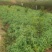 豌豆荚，大白豌豆荚，产地一手货源