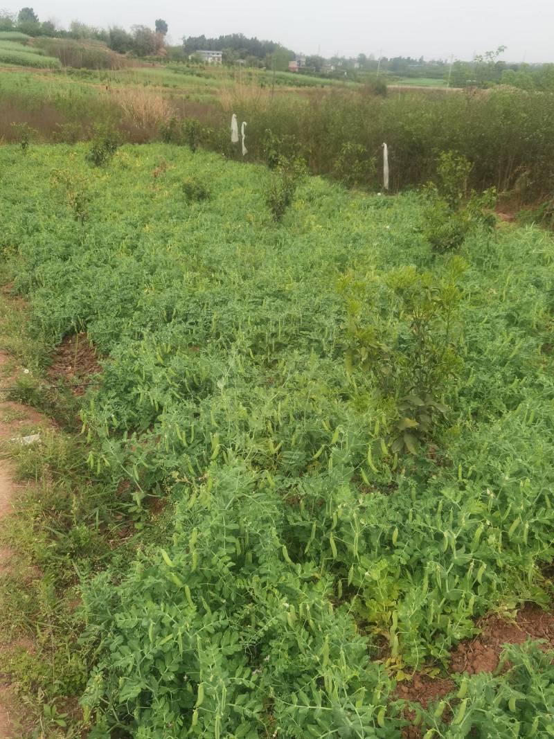 豌豆荚，大白豌豆荚，产地一手货源