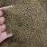 包邮沙苑子净货各种籽药新货批发各种中药材
