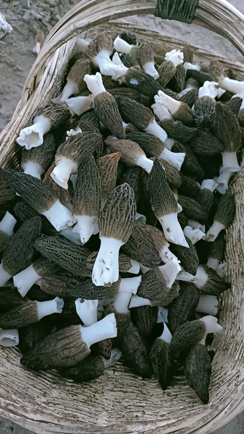 羊肚菌