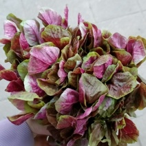 苋菜，韭菜，小葱