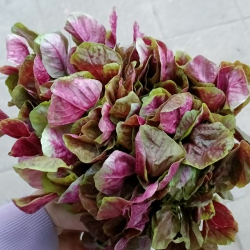 苋菜，韭菜，小葱