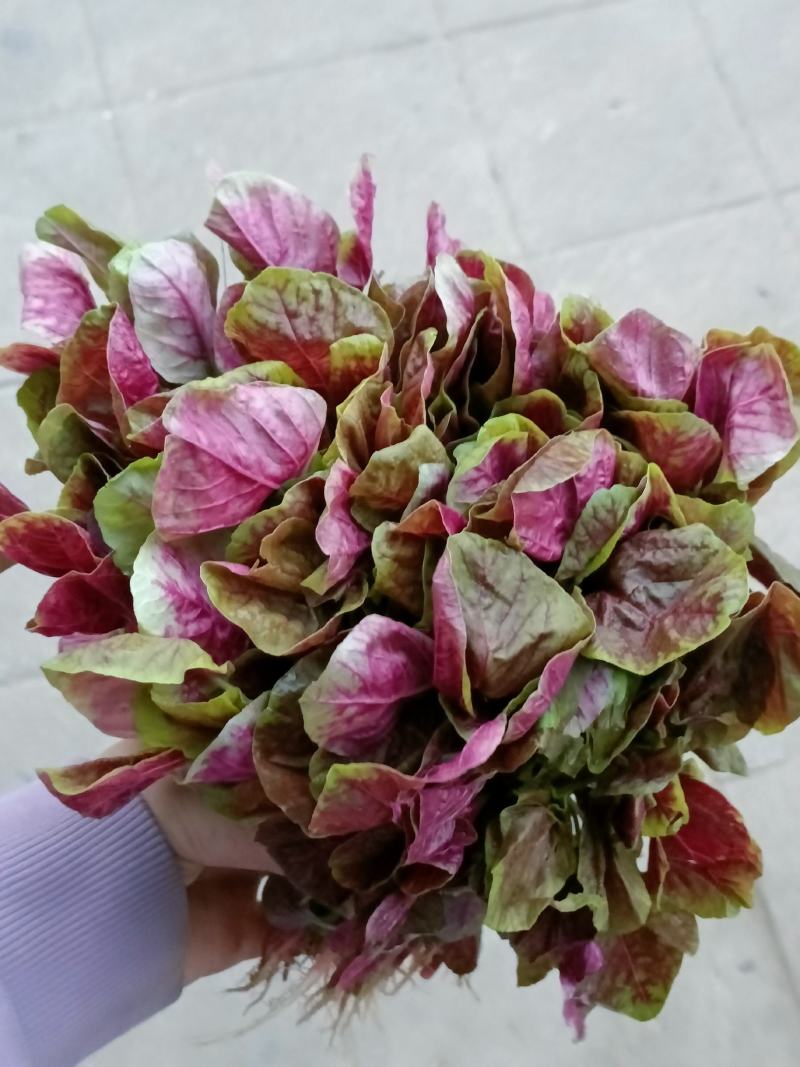 苋菜，韭菜，小葱