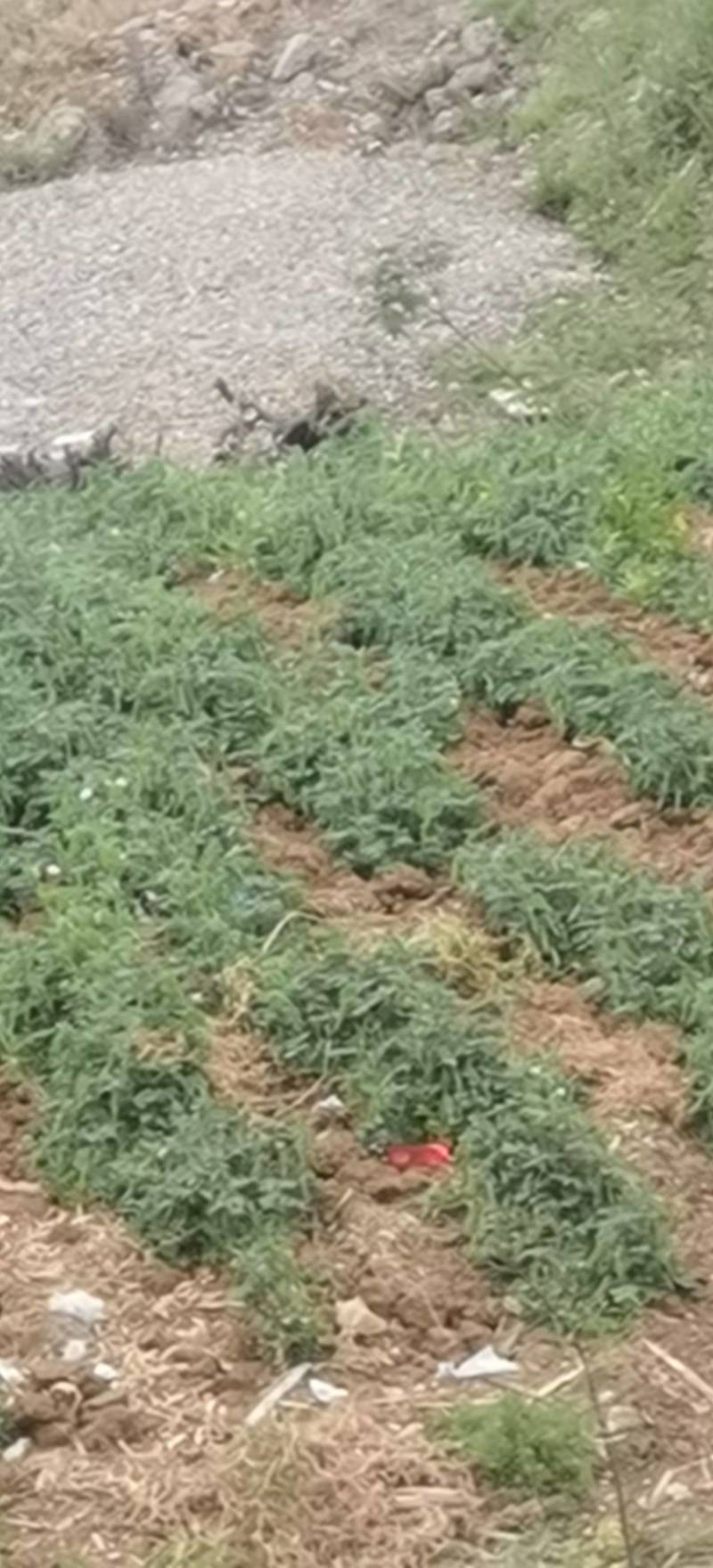 豌豆荚，大白豌豆荚，产地一手货源