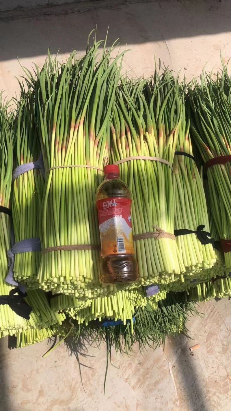 白帽优质蒜薹大量供应产地批发货源充足代发全国