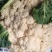 陕西精品松花菜，货源充足，价格实惠，欢迎进店咨询