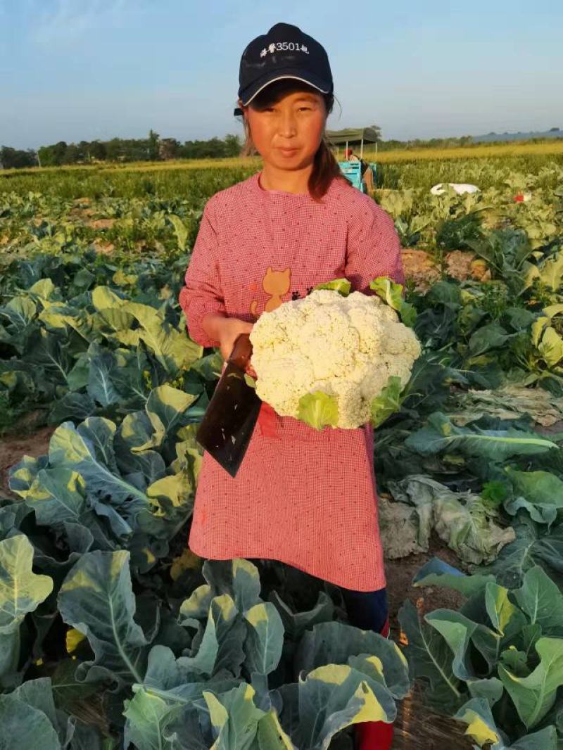 陕西精品松花菜，货源充足，价格实惠，欢迎进店咨询