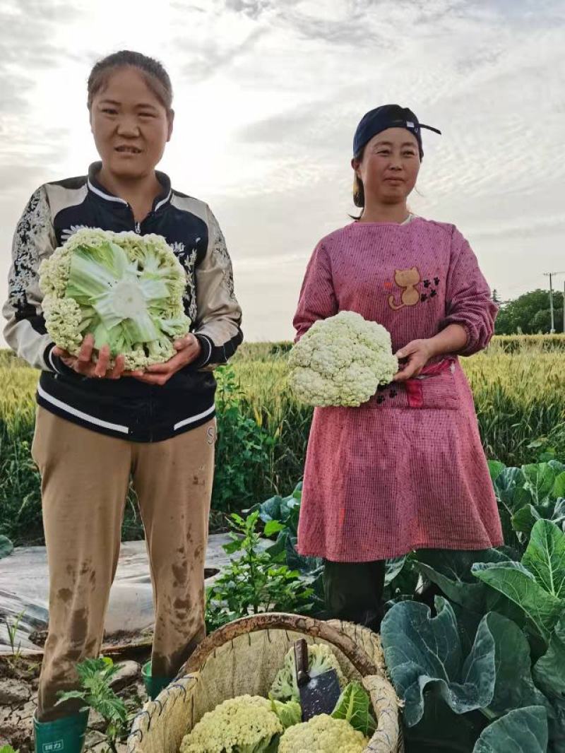 陕西精品松花菜，货源充足，价格实惠，欢迎进店咨询
