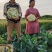 陕西精品松花菜，货源充足，价格实惠，欢迎进店咨询
