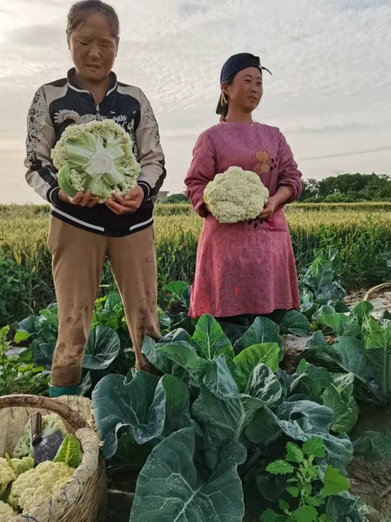 陕西精品松花菜，货源充足，价格实惠，欢迎进店咨询