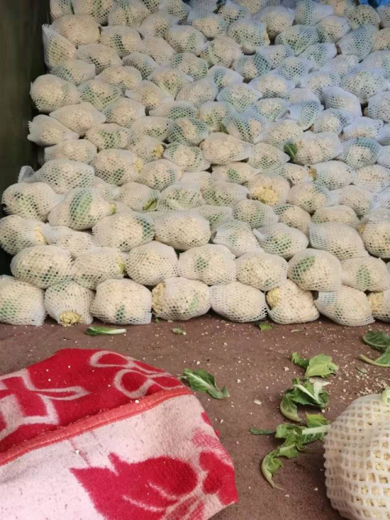 陕西精品松花菜，货源充足，价格实惠，欢迎进店咨询