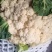 陕西精品松花菜，货源充足，价格实惠，欢迎进店咨询