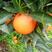 九月红脐橙，口感甜，皮薄，水份足，个头大，早熟品种欢迎