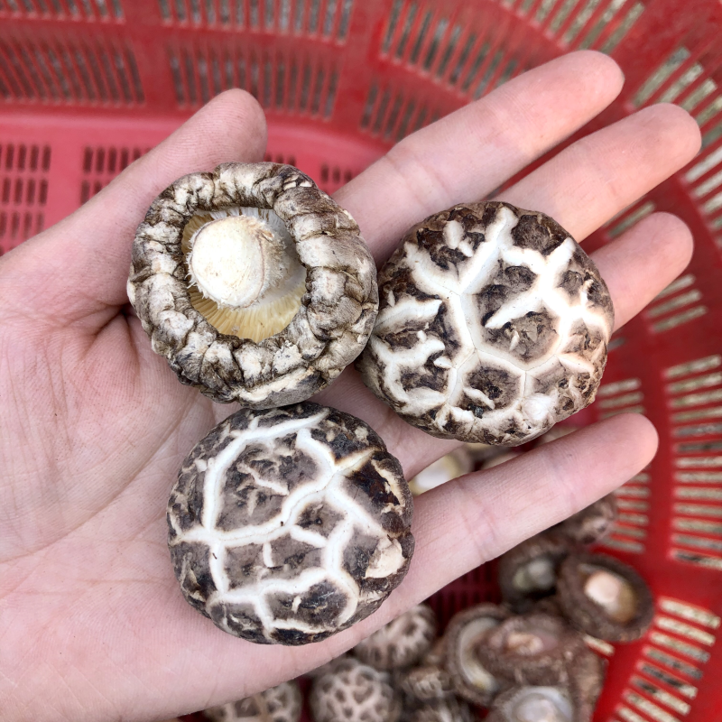 食用菌干货特级天白花菇干香菇金钱蘑菇农产品基地批发