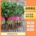 大叶香菜,根粗杆绿,颜色深绿可供山东河南各大市场超市