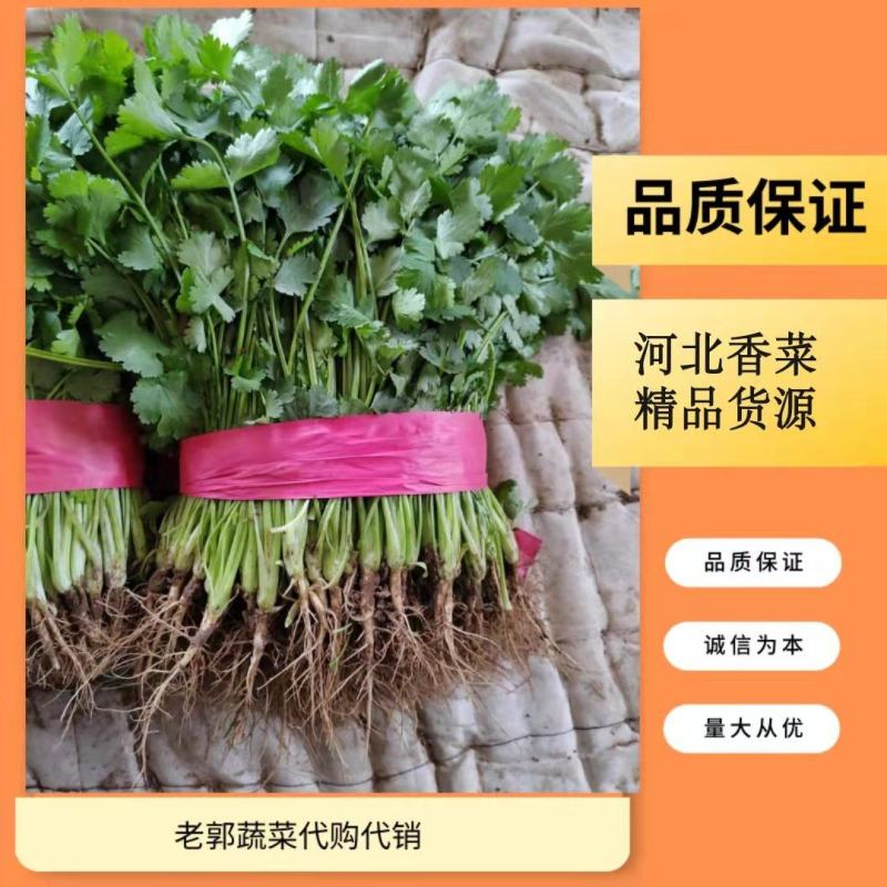 大叶香菜，根粗杆绿，颜色深绿可供山东河南各大市场超市