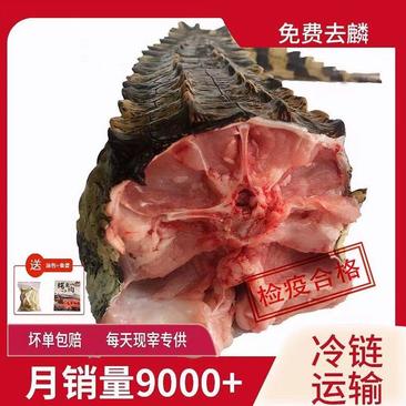 商品鳄鱼，现杀鳄鱼肉，真空包装，餐饮，烧烤，检疫合格