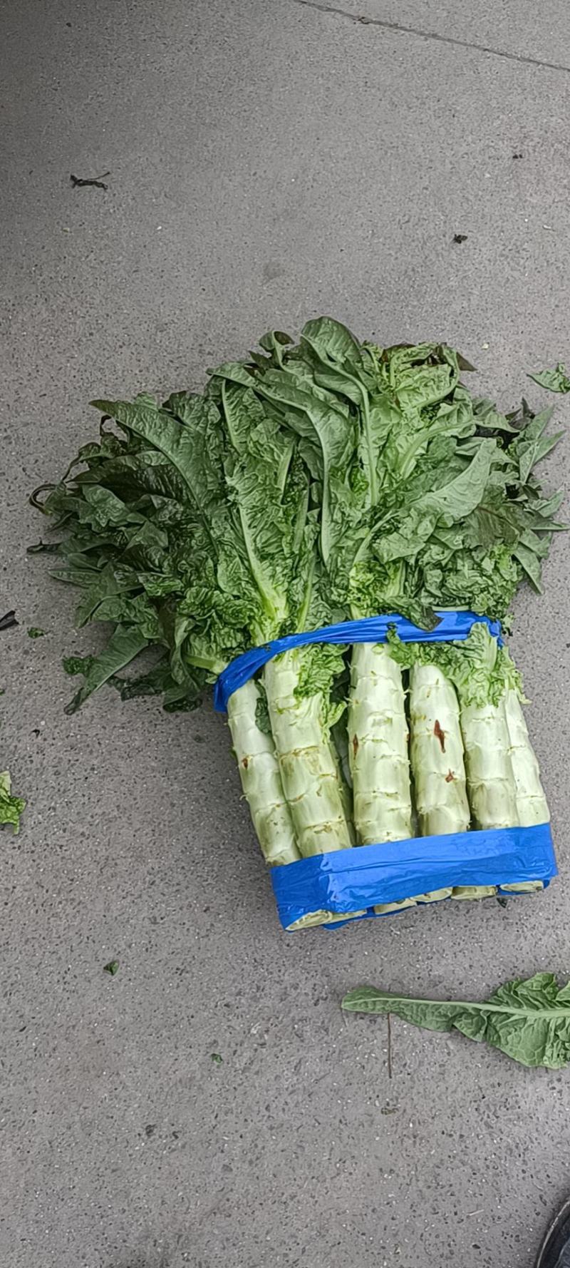 彭州红尖叶莴笋大量上市