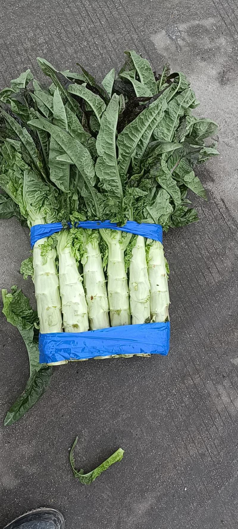 彭州红尖叶莴笋大量上市