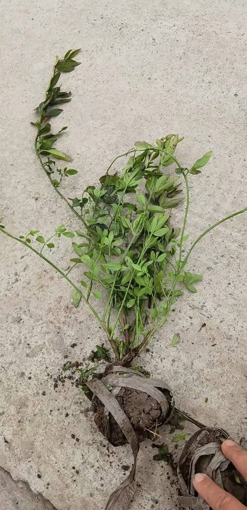 云南黄馨毛球