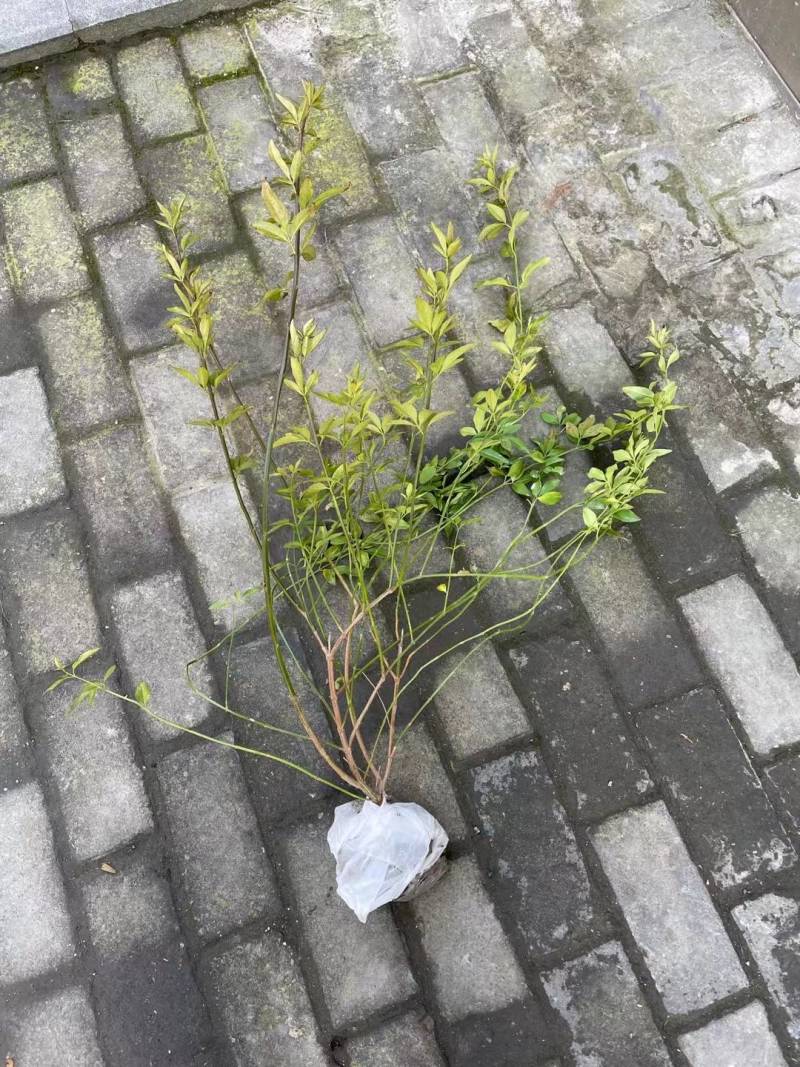 云南黄馨毛球