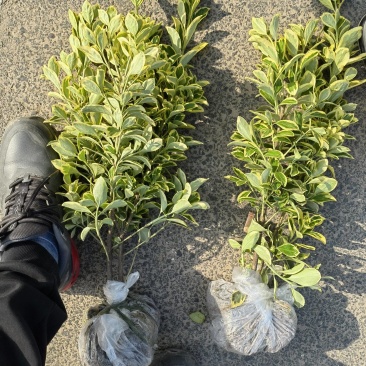 【精品】金边黄杨毛球大量出售浙江基地直发量大优惠