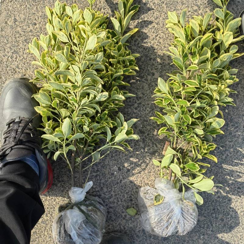 【精品】金边黄杨毛球大量出售浙江基地直发量大优惠