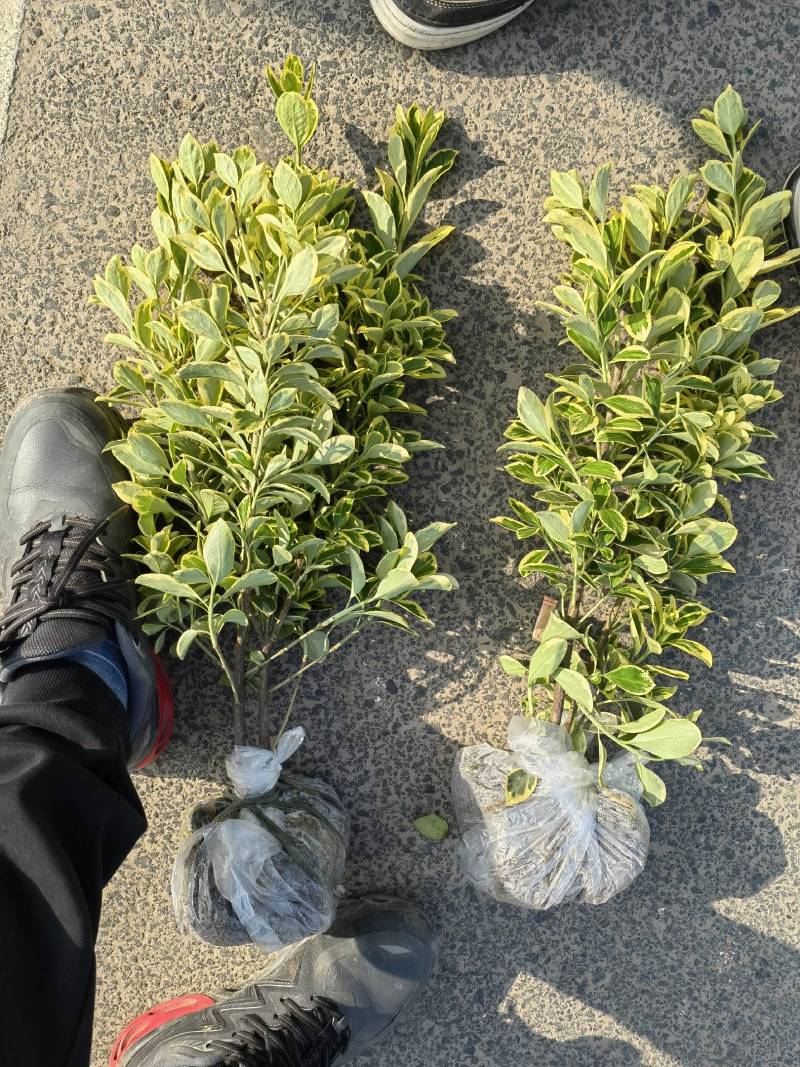 【精品】金边黄杨毛球大量出售浙江基地直发量大优惠