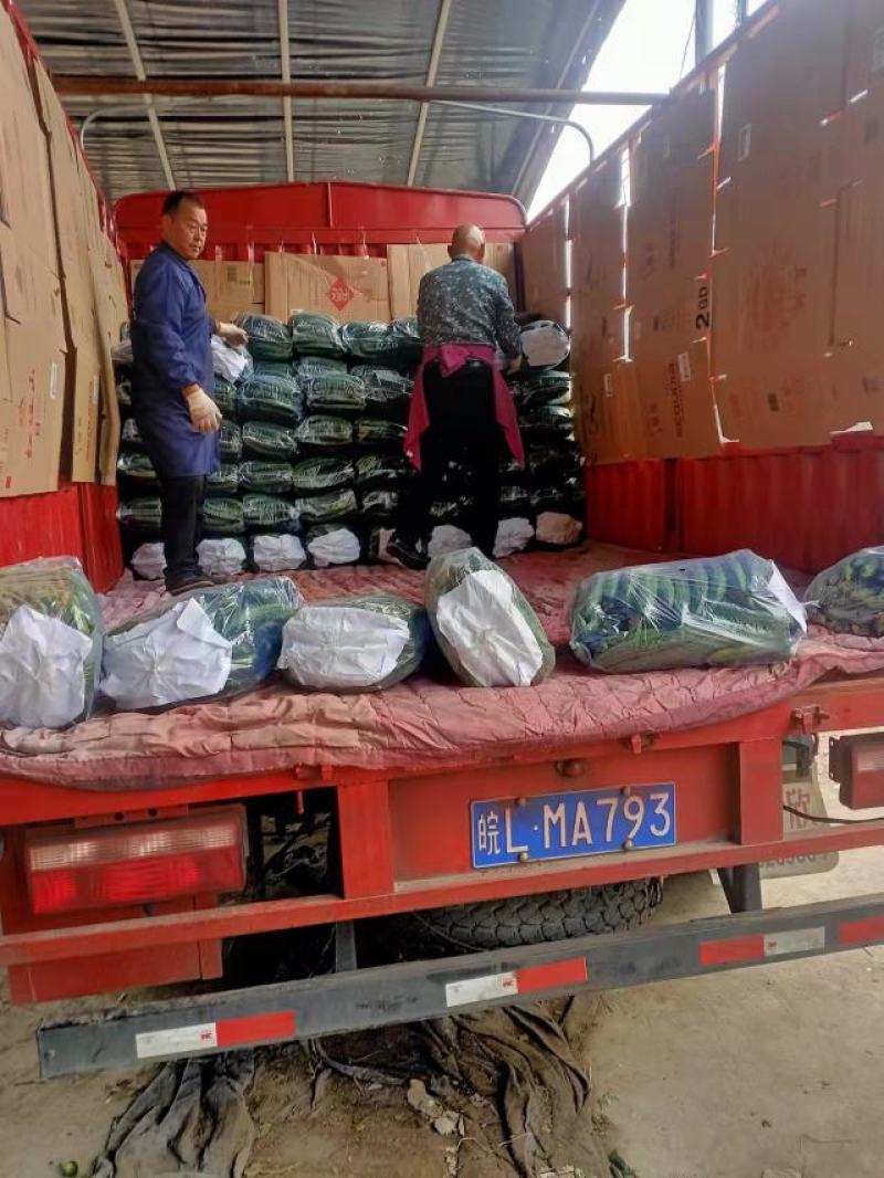 黄瓜现摘直发新鲜密刺黄瓜绿瓤田头价大棚密刺黄瓜