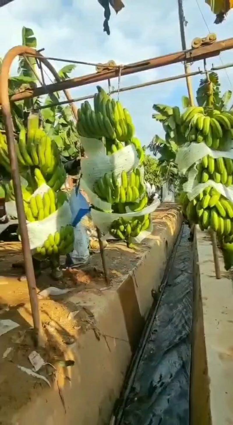 代办广西蕉海南蕉云南香蕉,咨询点,顾客至上满心满意,