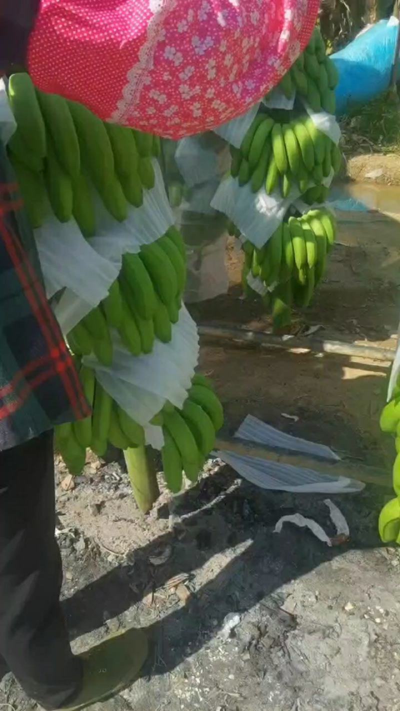 代办广西蕉海南蕉云南香蕉,咨询点,顾客至上满心满意,