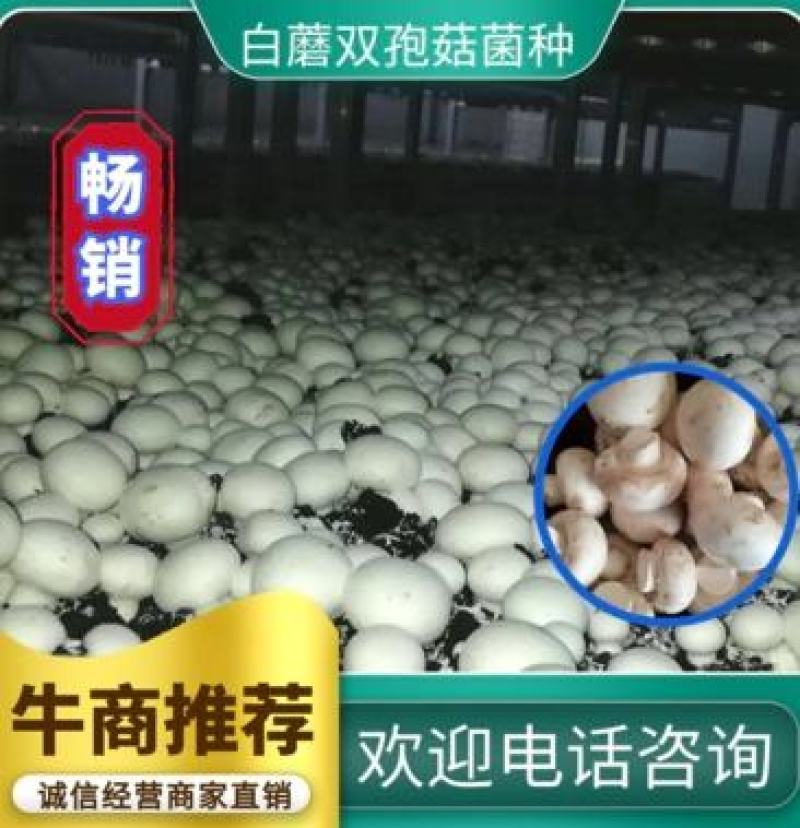 白蘑双孢菇菌种，食用菌菌种母种原种栽培种一级二级三级