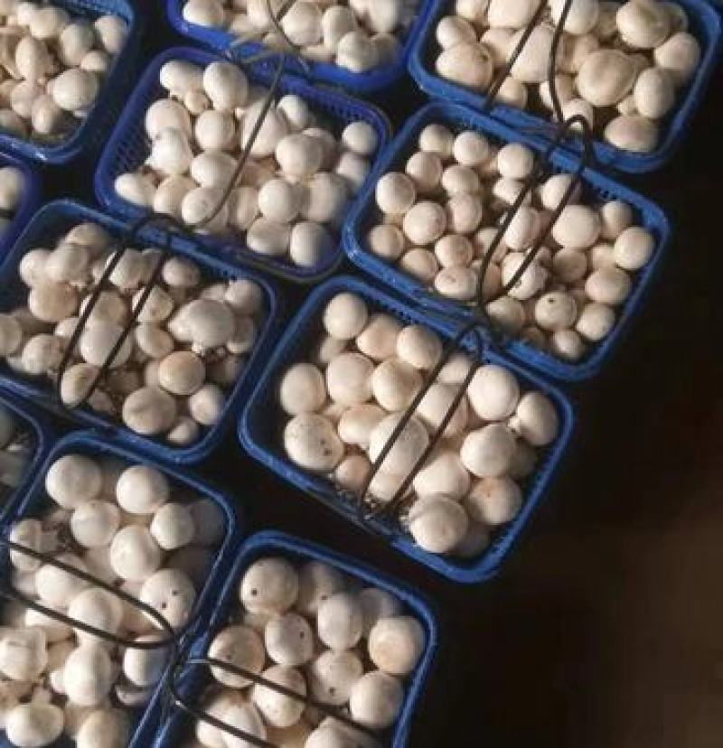 白蘑双孢菇菌种，食用菌菌种母种原种栽培种一级二级三级