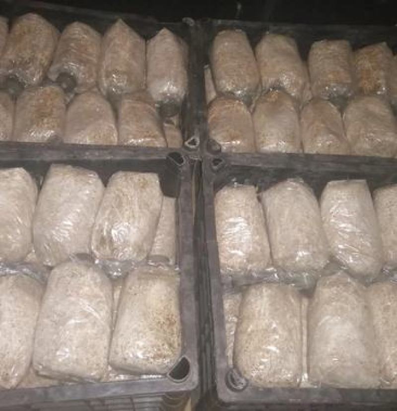 白蘑双孢菇菌种，食用菌菌种母种原种栽培种一级二级三级