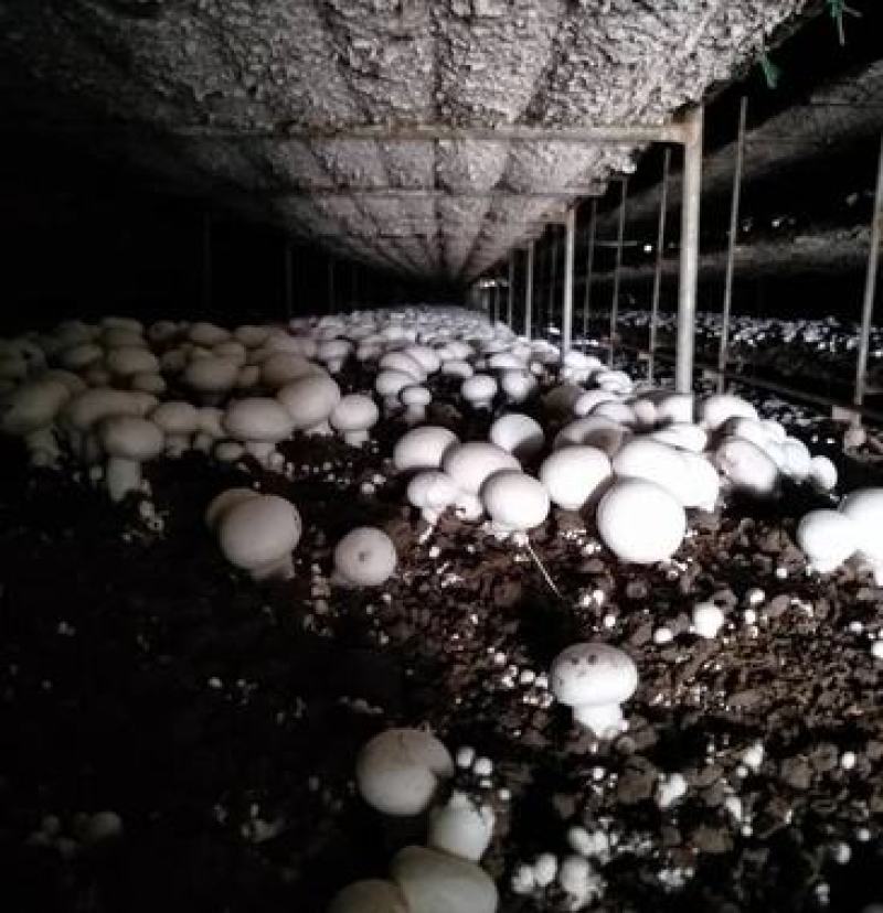 白蘑双孢菇菌种，食用菌菌种母种原种栽培种一级二级三级