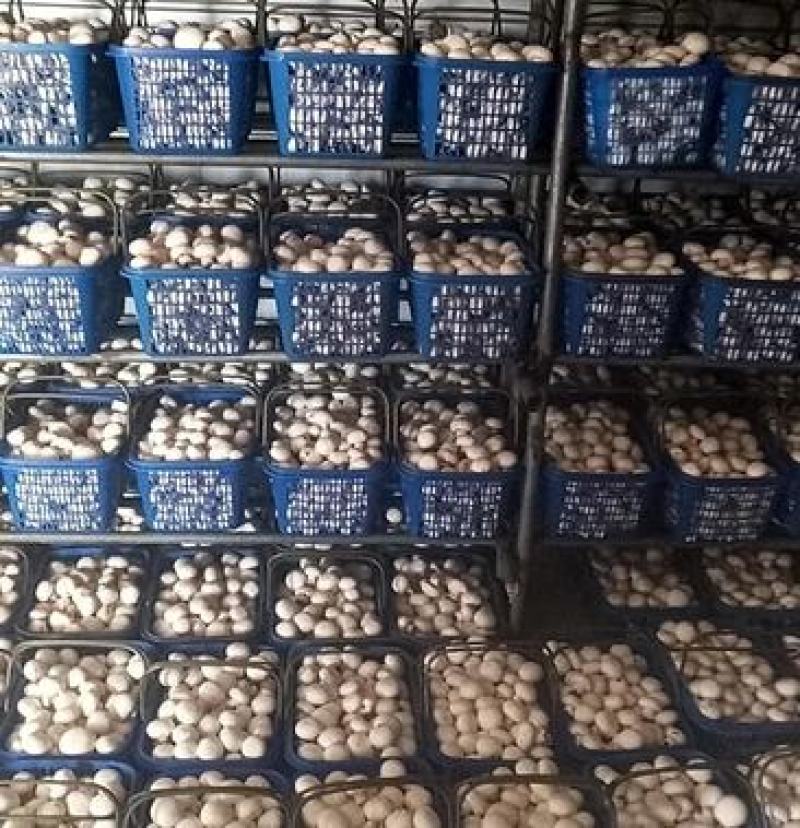 白蘑双孢菇菌种，食用菌菌种母种原种栽培种一级二级三级