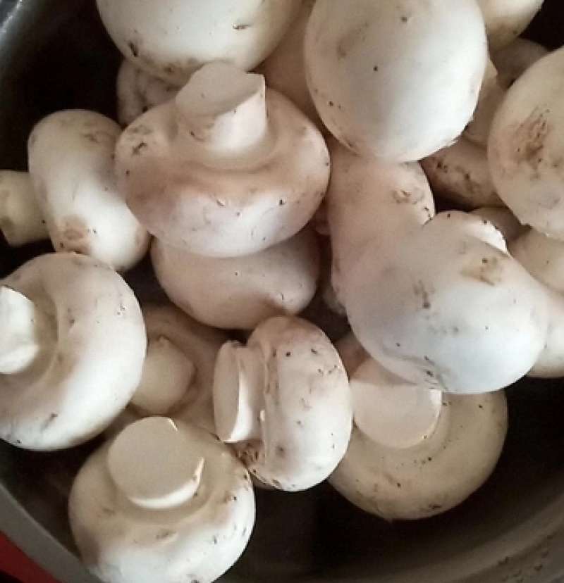 白蘑双孢菇菌种，食用菌菌种母种原种栽培种一级二级三级