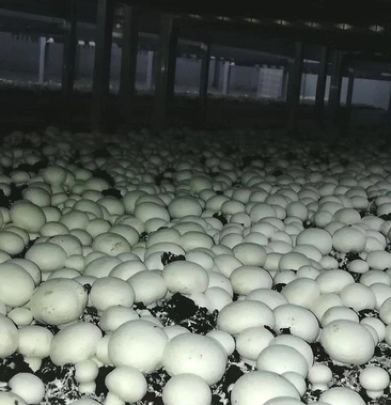 白蘑双孢菇菌种，食用菌菌种母种原种栽培种一级二级三级