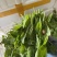 新鲜豌豆尖基地直发，现采现发