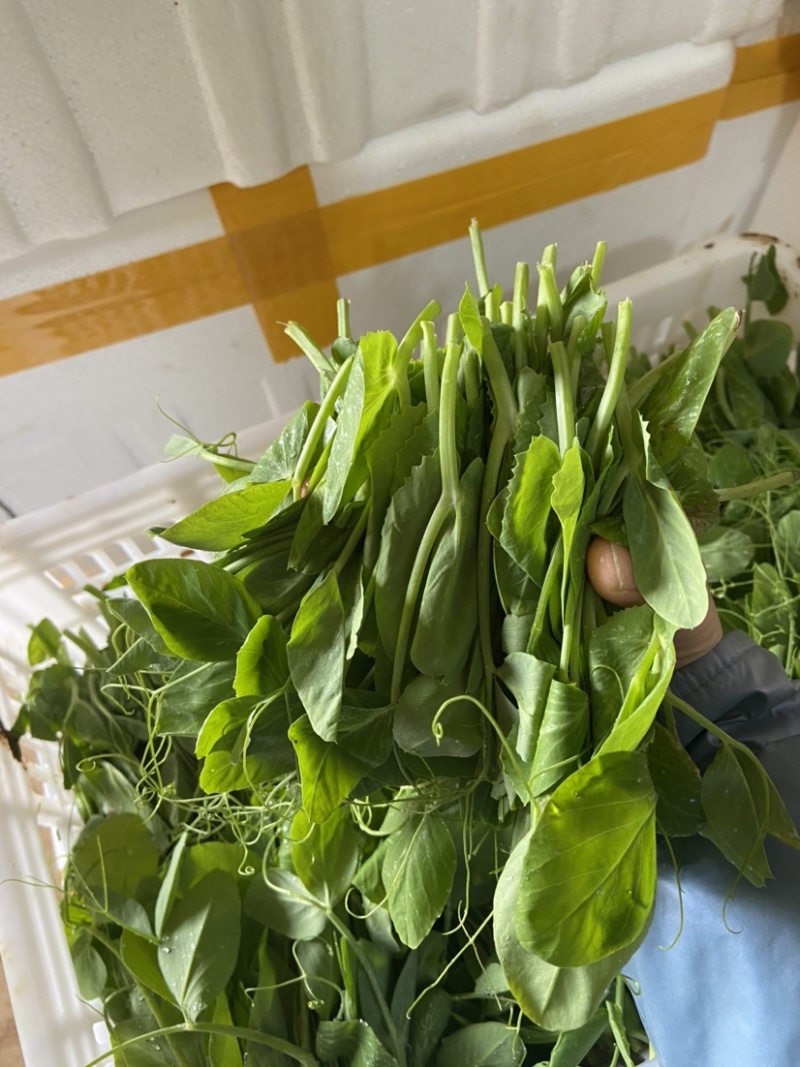 新鲜豌豆尖基地直发，现采现发