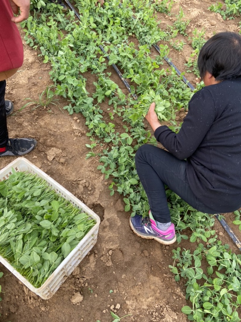 新鲜豌豆尖基地直发，现采现发