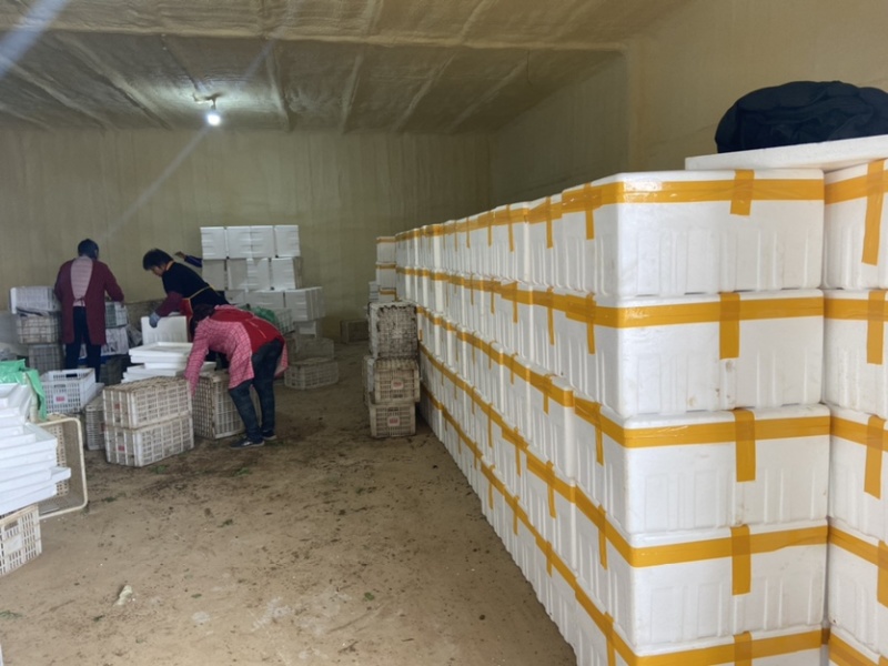 新鲜豌豆尖基地直发，现采现发