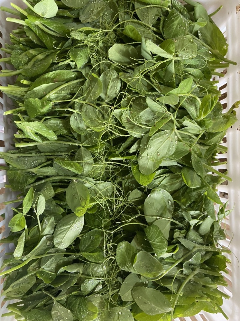 新鲜豌豆尖基地直发，现采现发