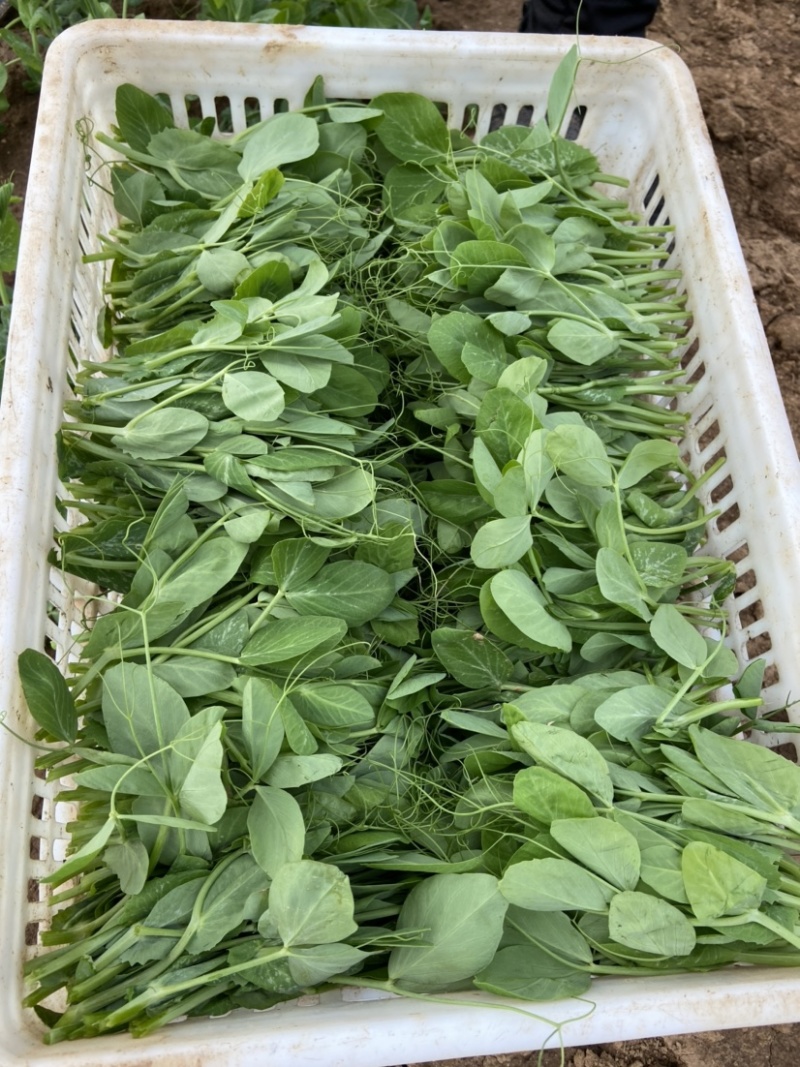 新鲜豌豆尖基地直发，现采现发