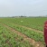 新鲜豌豆尖基地直发，现采现发
